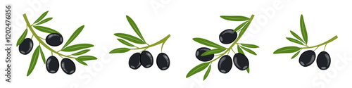 Black olives with leaves. Set of olive tree branches. Ripe fruits of natural plants. Botanical decorative elements. Sketch of food product. Vector illustration.