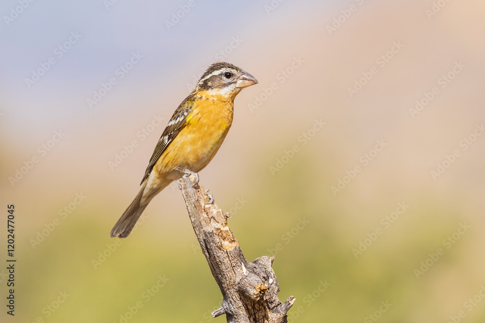 Black-headed Grosbeak female, Pima County, Arizona. Black-headed Grosbeak female, Pima County, Arizona.