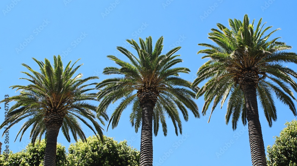 Fototapeta premium Three Palm Trees Against a Blue Sky Summer Vacation