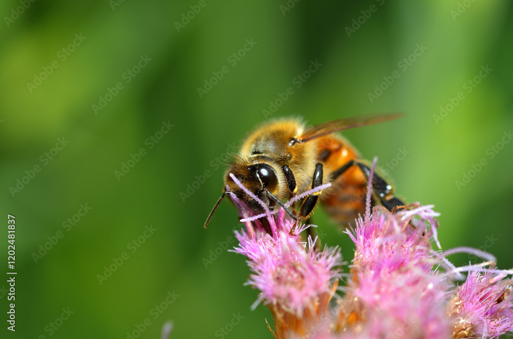 bee sipping nectar from a flower bee sipping nectar from a flower