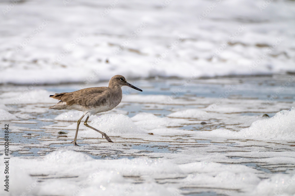 USA, California, Morro Bay. Willet bird in shore water. USA, California, Morro Bay. Willet bird in shore water.