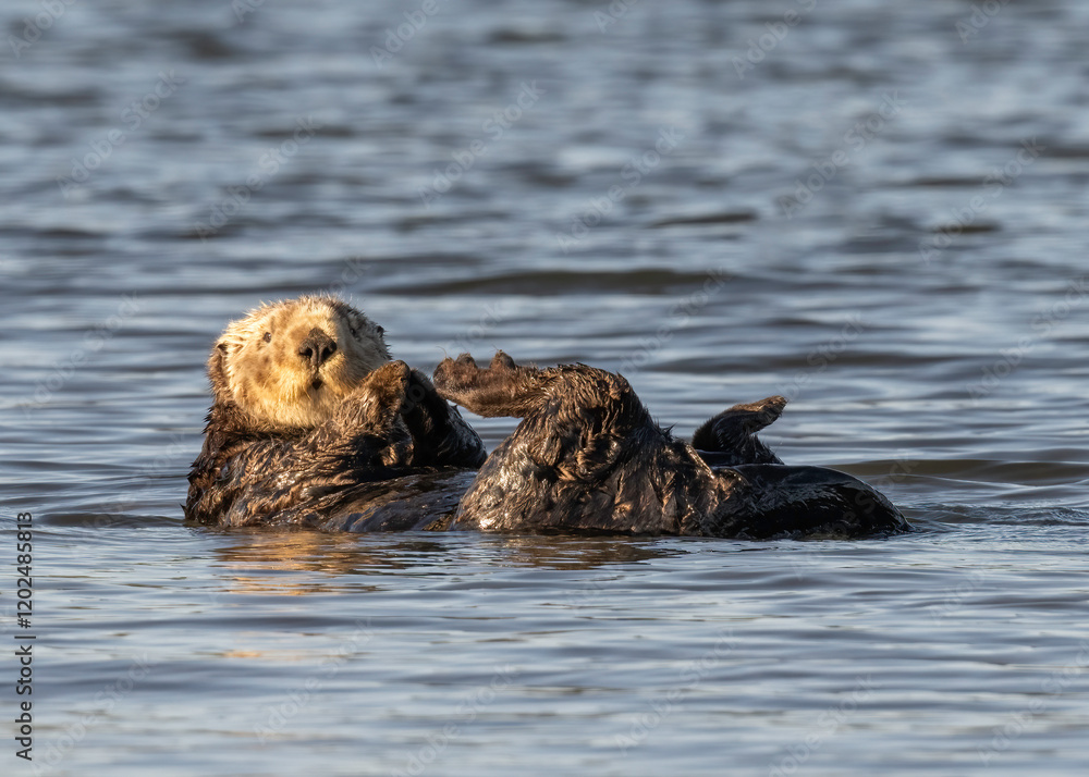 Sea Otter (Enhydra lutris) are marine mammals and the largest member of the weasel family, Endangered, Monterey, Bay Sea Otter (Enhydra lutris) are marine mammals and the largest member of the weasel family, Endangered, Monterey, Bay