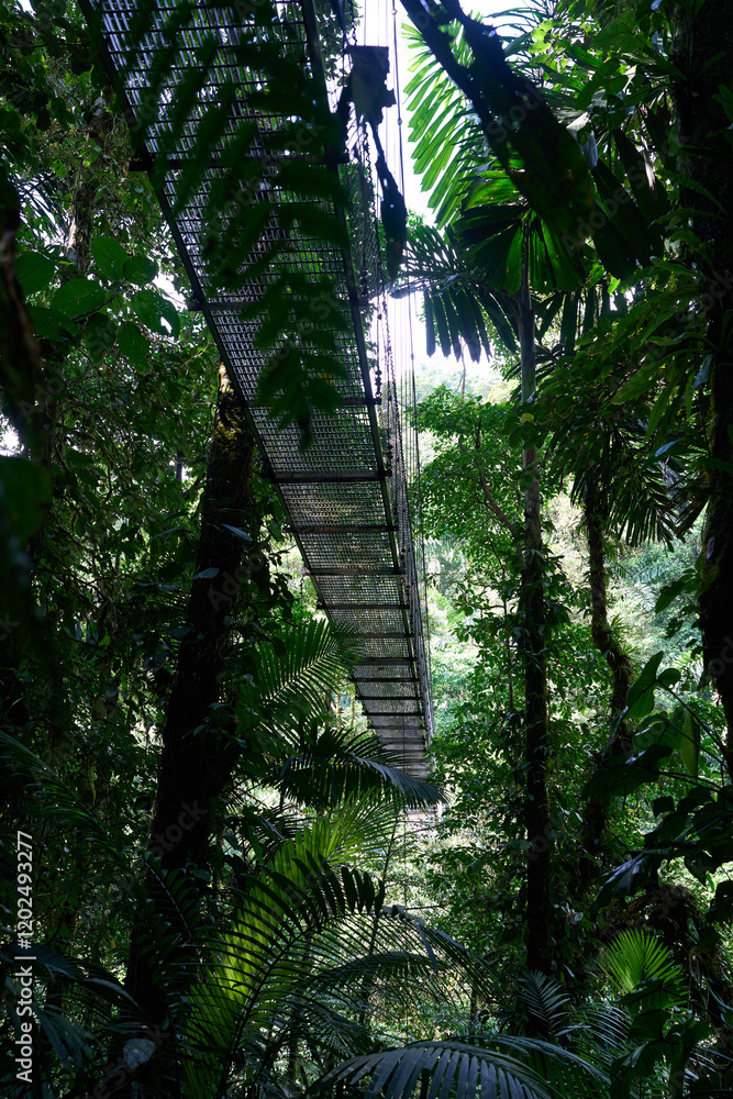 Fototapeta premium La Fortuna, Costa Rica - November 20, 2024 - the Mistico Arenal Hanging Bridges Park in Provincia de Alajuela 