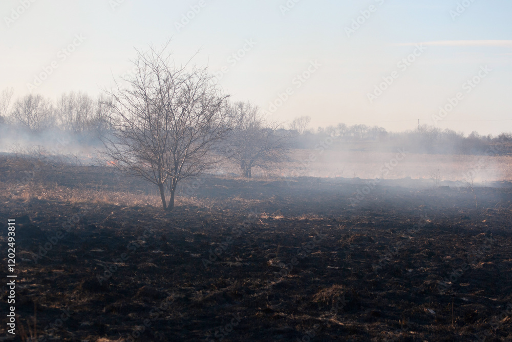 Obraz premium burnt field in spring, burnt dry grass in the countryside