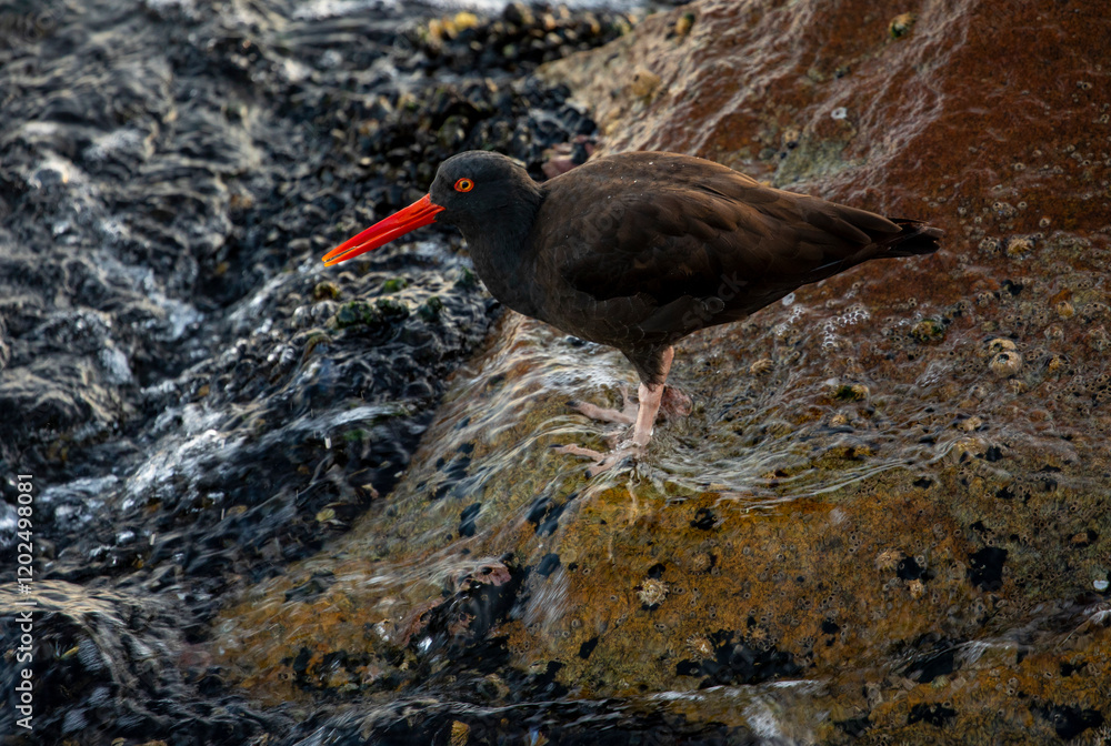 USA, California, Monterey. Black oystercatcher feeding on muscles just off of the Coast Guard Pier in Monterey Bay USA, California, Monterey. Black oystercatcher feeding on muscles just off of the Coast Guard Pier in Monterey Bay