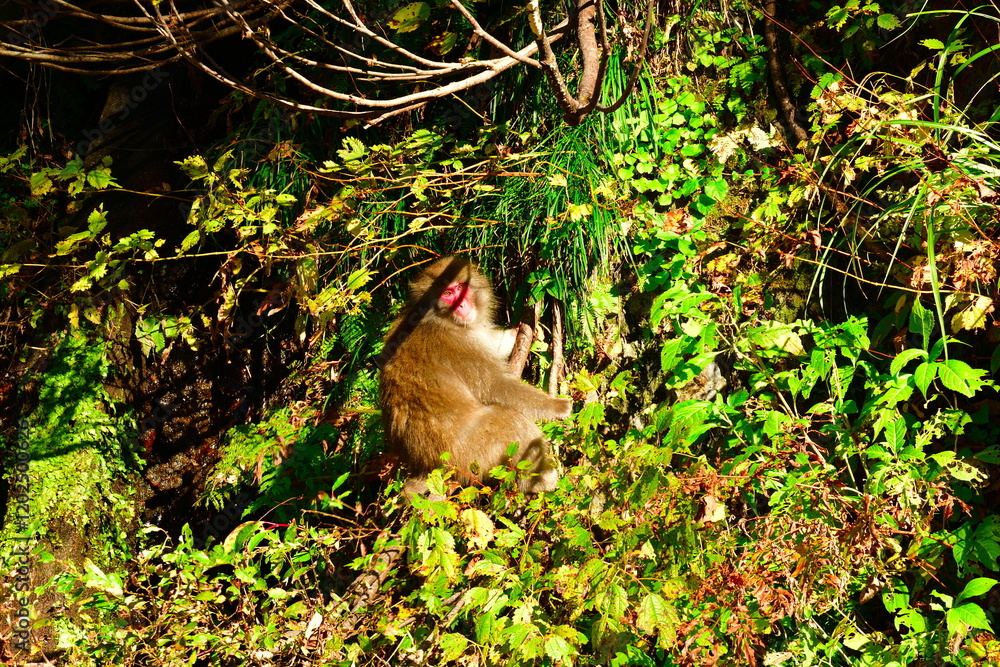 Obraz premium 野生の猿