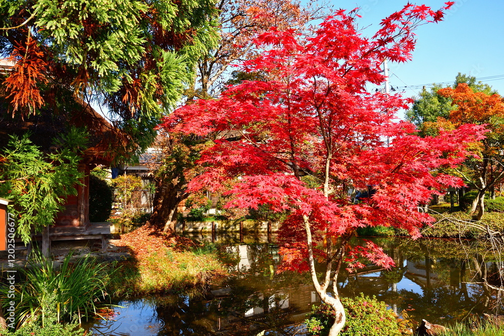 Naklejka premium 紅葉の乙宝寺(新潟県)