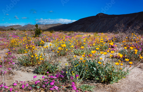 Anza Borrego Desert spring blooms, California photo