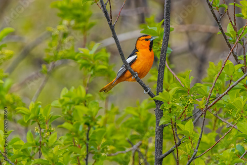 USA, Colorado, Fort Collins. Male Bullock's oriole bird close-up. photo