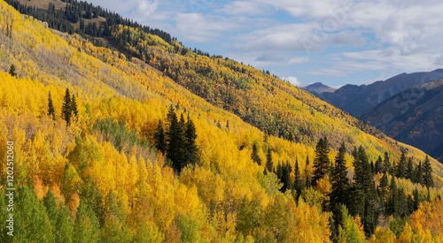 USA, Colorado, Uncompahgre National Forest. San Juan Mountains and aspen fore...