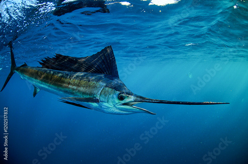 Quadro su tela Sailfish swimming in ocean