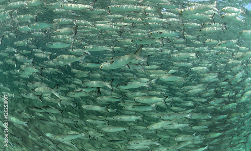 Mullet swimming in ocean