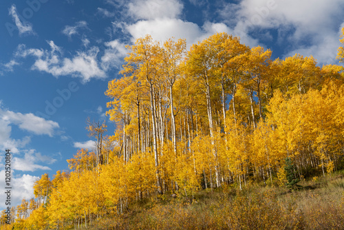 USA, Colorado, Uncompahgre National Forest. Aspen grove in autumn.
