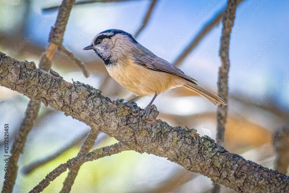 Naklejka premium USA, Colorado, Estes Park. Mountain chickadee on limb.