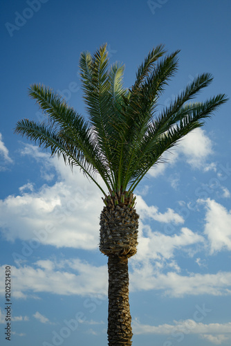 Towering Palm Tree under a Bright Sky