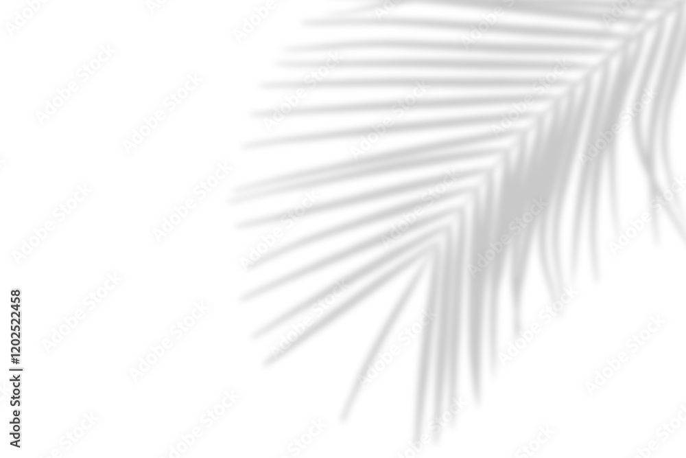 Palm leaves leaf shadow on white background. Natural palm branch shadow on transparent background. Tropical palm leaves shadow overlay effect. PNG file, ideal for summer spring design elements Palm leaves leaf shadow on white background. Natural palm branch shadow on transparent background. Tropical palm leaves shadow overlay effect. PNG file, ideal for summer spring design elements