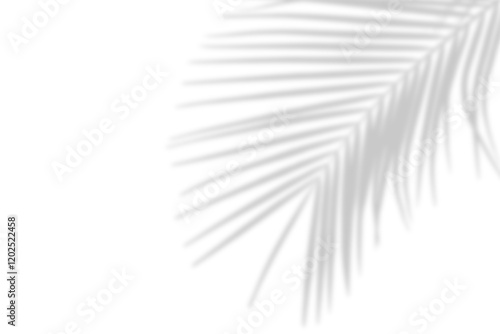 Palm leaves leaf shadow on white background. Natural palm branch shadow on transparent background. Tropical palm leaves shadow overlay effect. PNG file, ideal for summer spring design elements