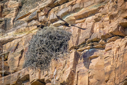 USA, Colorado, Fort Collins. Golden eagle pair at nest on stone cliff.