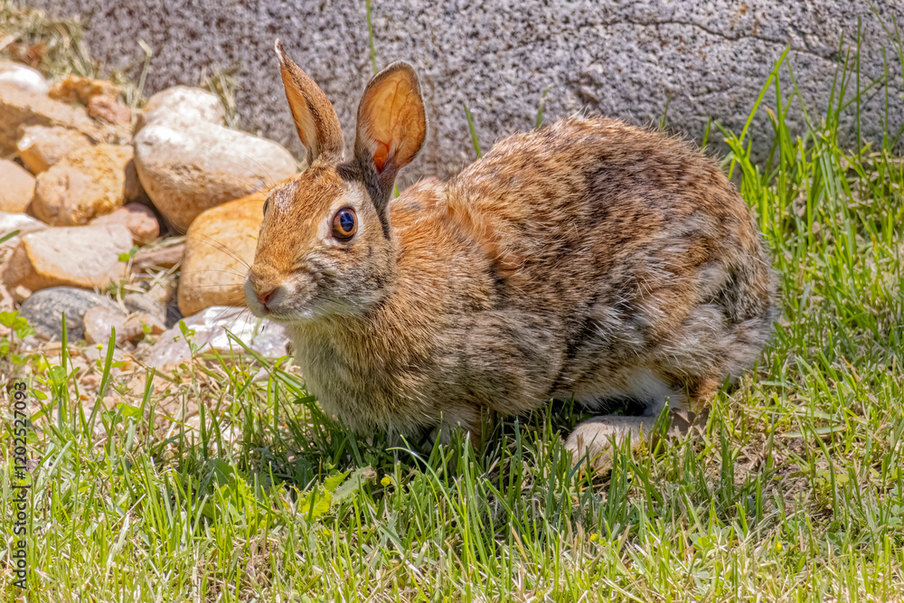 Fototapeta premium USA, Colorado, Fort Collins. Eastern cottontail rabbit.