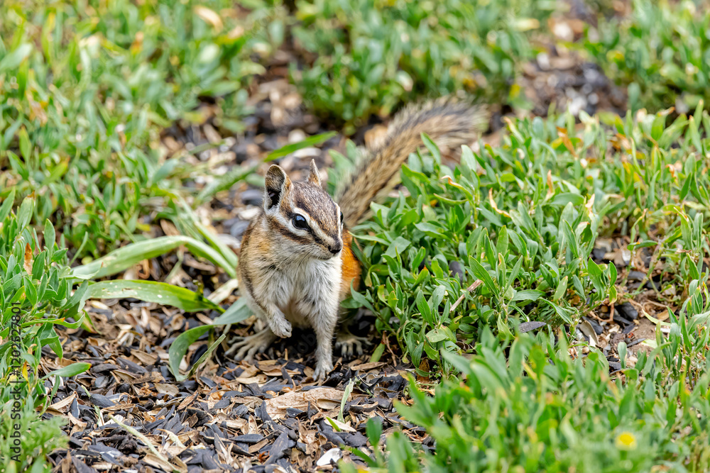 USA, Colorado, Gould. Close-up of least chipmunk. USA, Colorado, Gould. Close-up of least chipmunk.