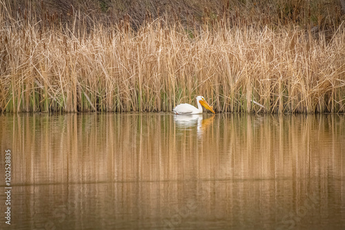 USA, Colorado, Fort Collins. American white pelican in water.