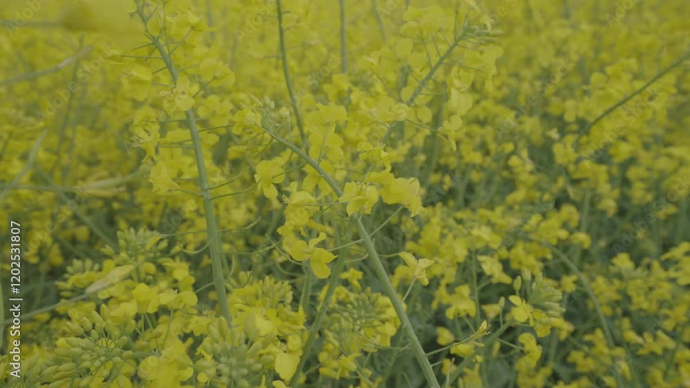 Bright yellow canola flowers dancing in golden sunlight, revealing peaceful rural landscape with gentle wind movement across agricultural field Bright yellow canola flowers dancing in golden sunlight, revealing peaceful rural landscape with gentle wind movement across agricultural field