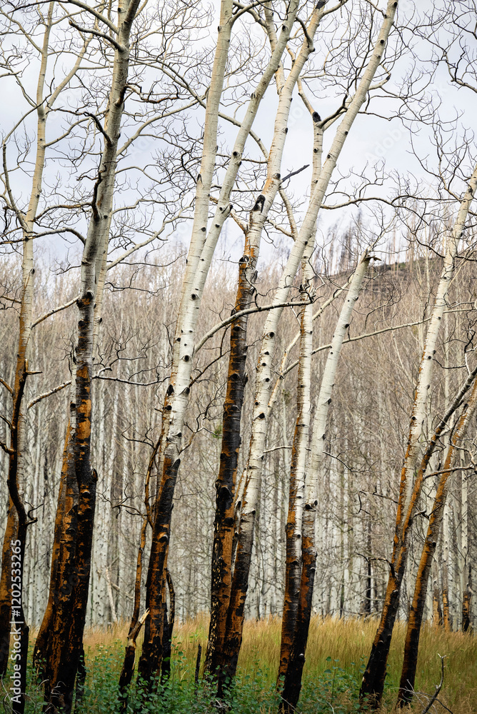 Obraz premium USA, Colorado. Aspen trees in Arapaho National Forest.