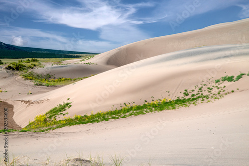 USA, Colorado. Wildflowers blooming in Great Sand Dunes National Park.