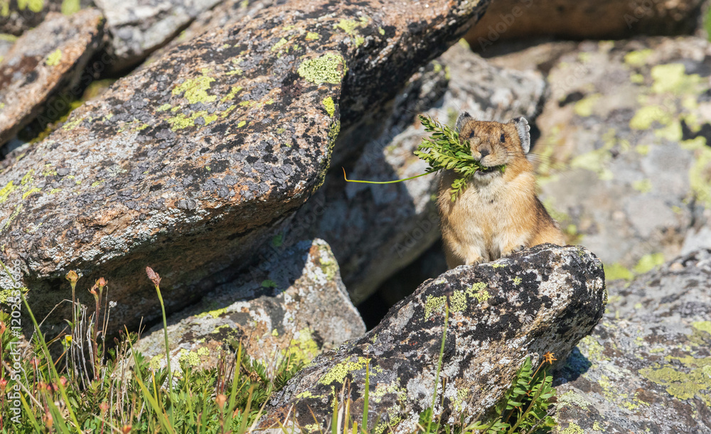 Pika, gathering food for its winter hay pile, Colorado, USA.