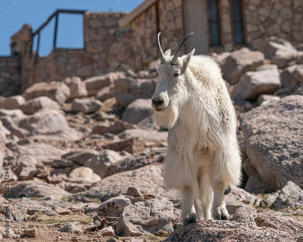 Mountain goat up at the summit look out, Rocky Mountain goat, Mount Evans, Colorado Mountain goat up at the summit look out, Rocky Mountain goat, Mount Evans, Colorado