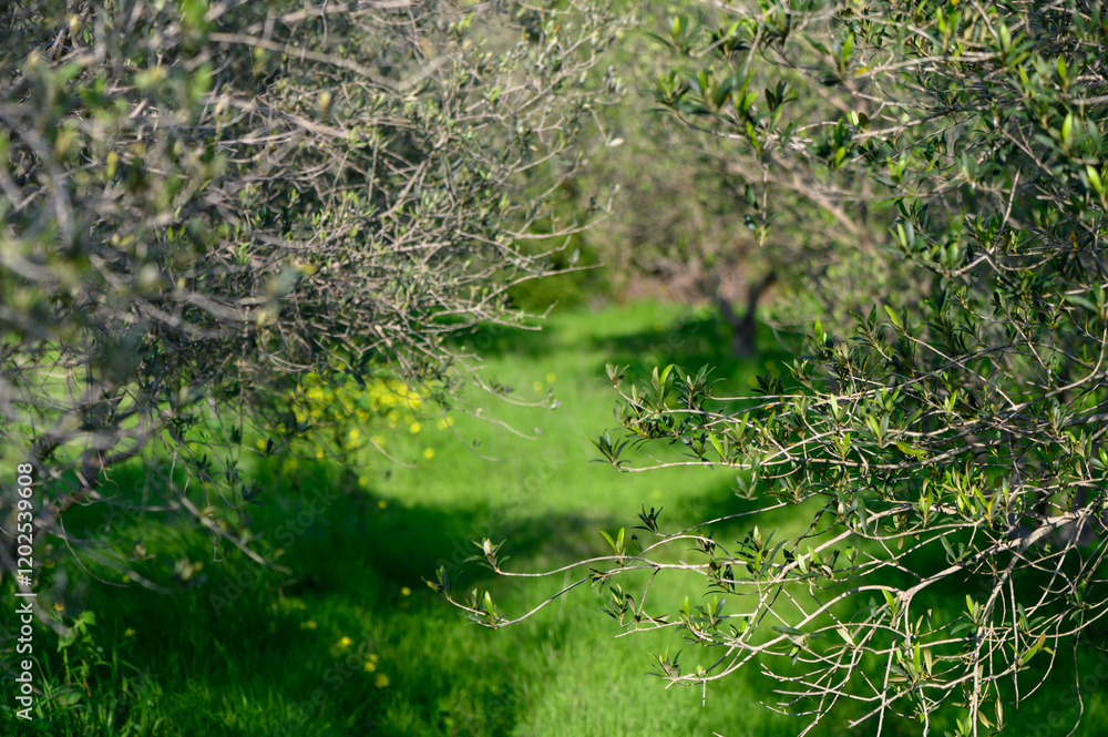 Lush green pathway winding through olive trees on a sunny day in a serene countryside Lush green pathway winding through olive trees on a sunny day in a serene countryside