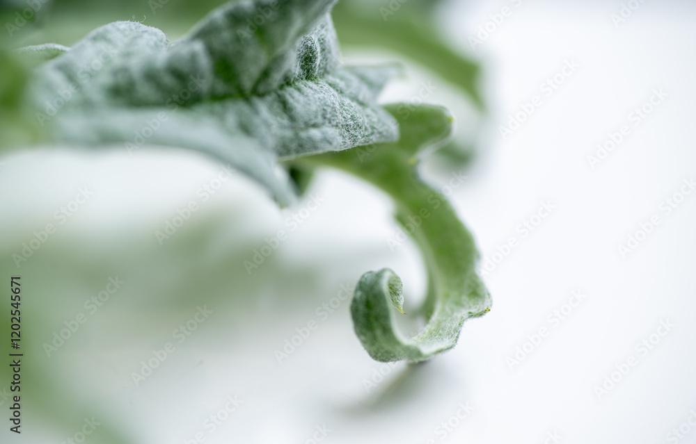Close up of Light Green Artichoke Leaf on White Background Close up of Light Green Artichoke Leaf on White Background