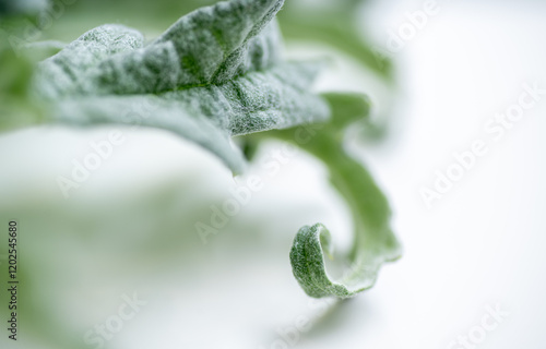 Close up of Light Green Artichoke Leaf on White Background photo