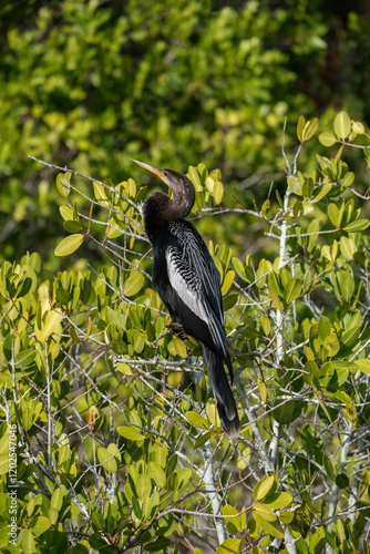 Female anhinga perched on a mangrove tree, Florida photo