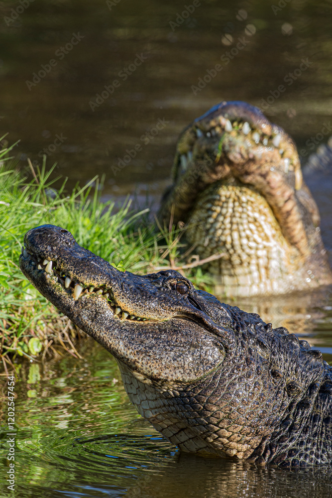 Obraz premium American alligators rise out of the water as a breeding display.