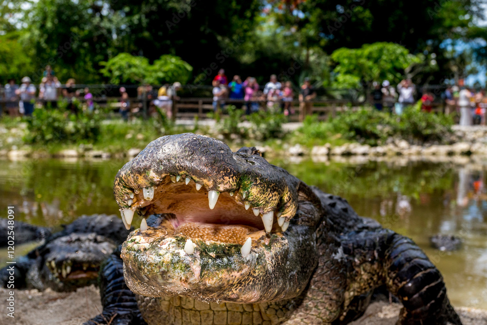 An old American alligator reveals its teeth. (PR) An old American alligator reveals its teeth. (PR)
