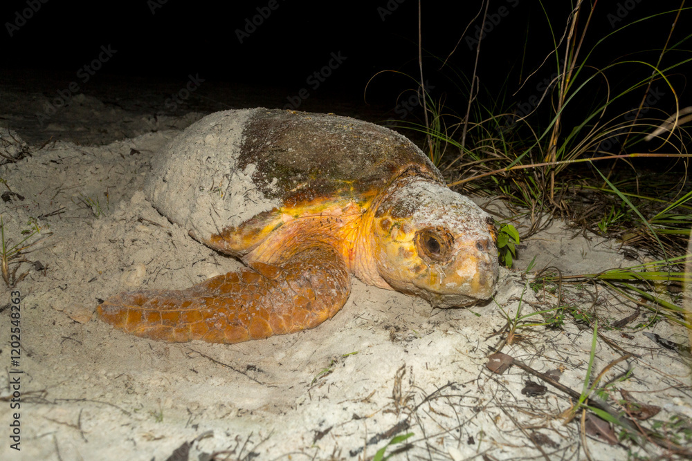 A loggerhead sea turtle finishes burying its nest after laying eggs on a Florida beach.