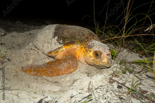 Obraz na płótnie A loggerhead sea turtle finishes burying its nest after laying eggs on a Florida beach. w salonie