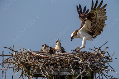 Wall Mural An adult osprey returns to the nest with fish for young to eat.
