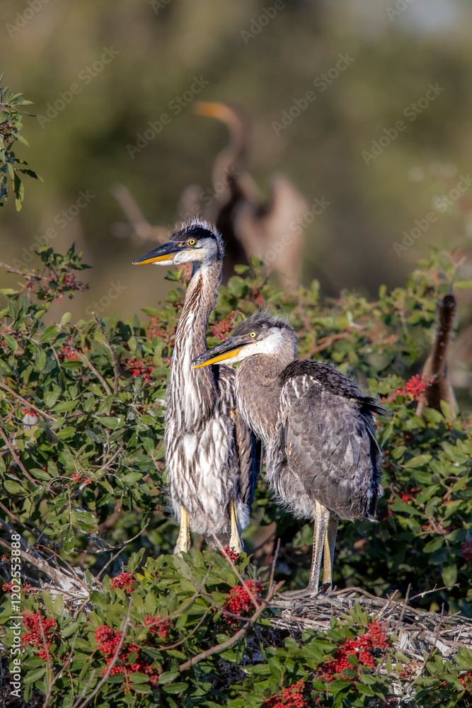 Fototapeta premium Two great blue heron nestlings.
