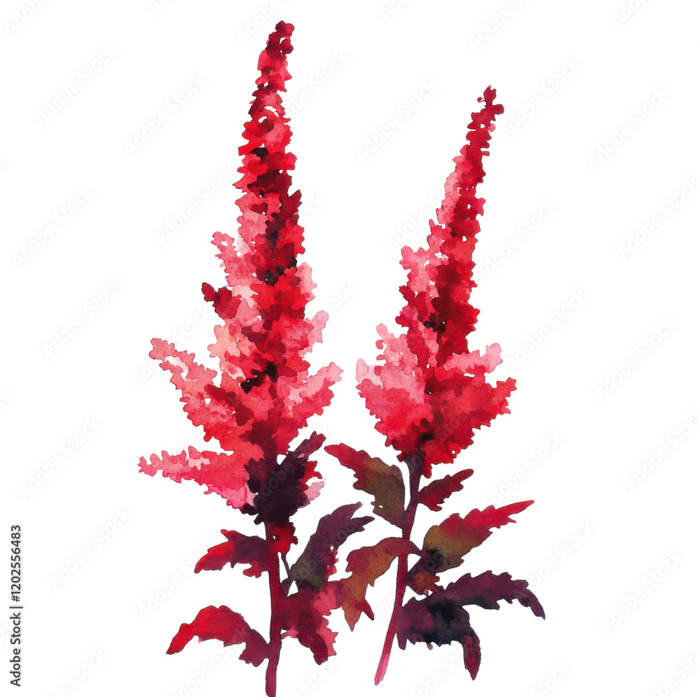 Fototapeta premium Elegant Astilbe Flower Clipart Vector Illustration