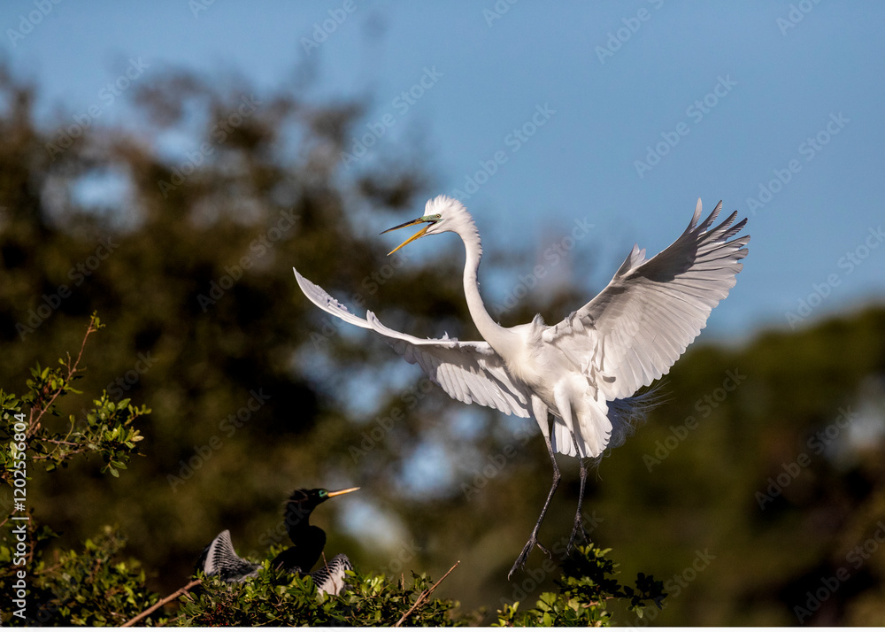 A flying great egret arriving at the nest rookery. A flying great egret arriving at the nest rookery.