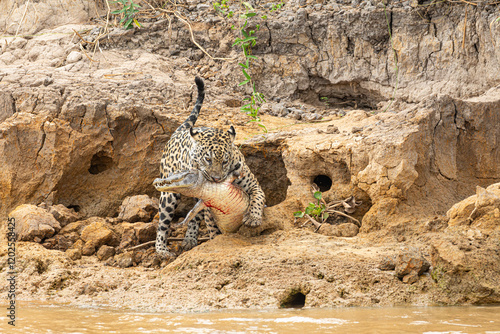 Yaguareté cazando yacaré - jaguar hunting caiman photo