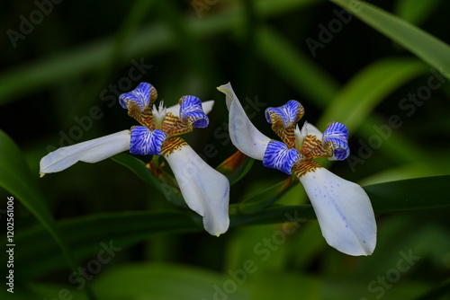 USA, Hilo, Hawaii. Walking iris at Tropical Bioreserve and Garden photo