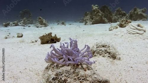 Witness enchanting interaction between Clownfish and Anemone Macrodactyla doreensis as they gracefully coexist in stunning depths of Red Sea, showcasing nature's intricate harmony. photo