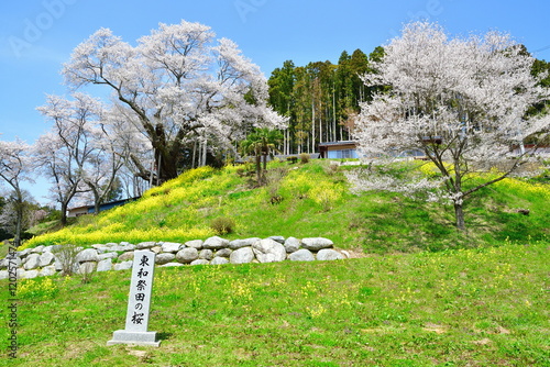 祭田の桜（福島県） photo