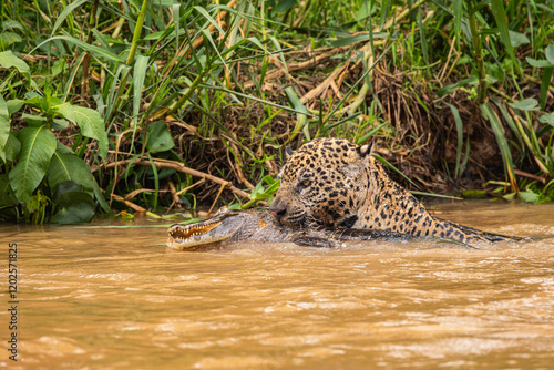 Yaguareté cazando yacaré - jaguar hunting caiman