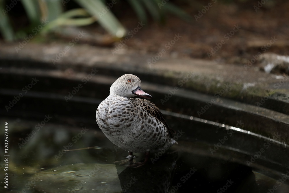 Obraz premium 見上げるアカハシコガモ