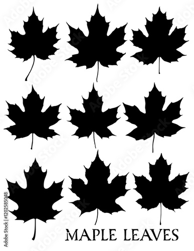 Maple Leaves 1