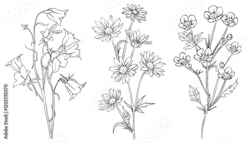 Collection of hand drawn flowers and herbs. Botanical plant illustration. Vintage medicinal herbs sketch set of ink hand drawn medical herbs and plants outline sketch.